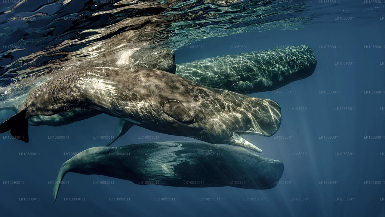 Vilde vidundere (8 dage)