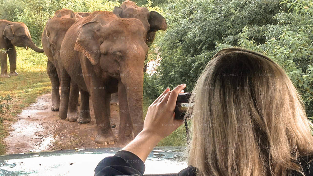 Oplev Serendib med tog (8 dage)