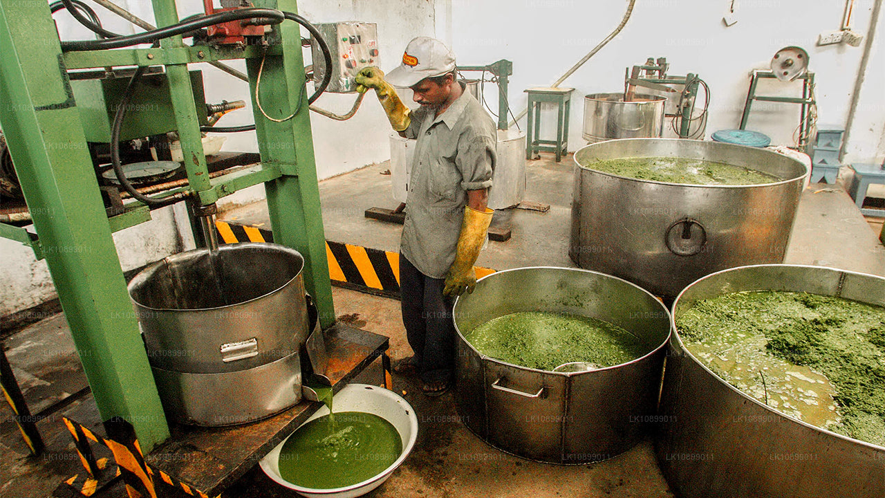 Lindring og afslapning med Siddhalepa (8 dage)