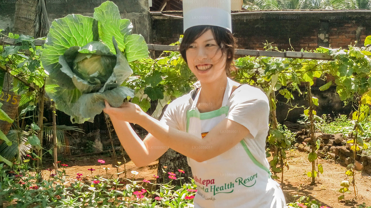 Woman in a chef hat and apron holding a freshly harvested cabbage in a garden.