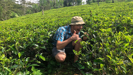Ceylon Tea Tour (10 dage)