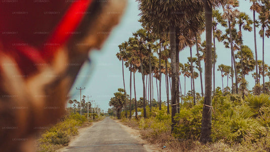 Oplev det nordøstlige USA (11 dage)