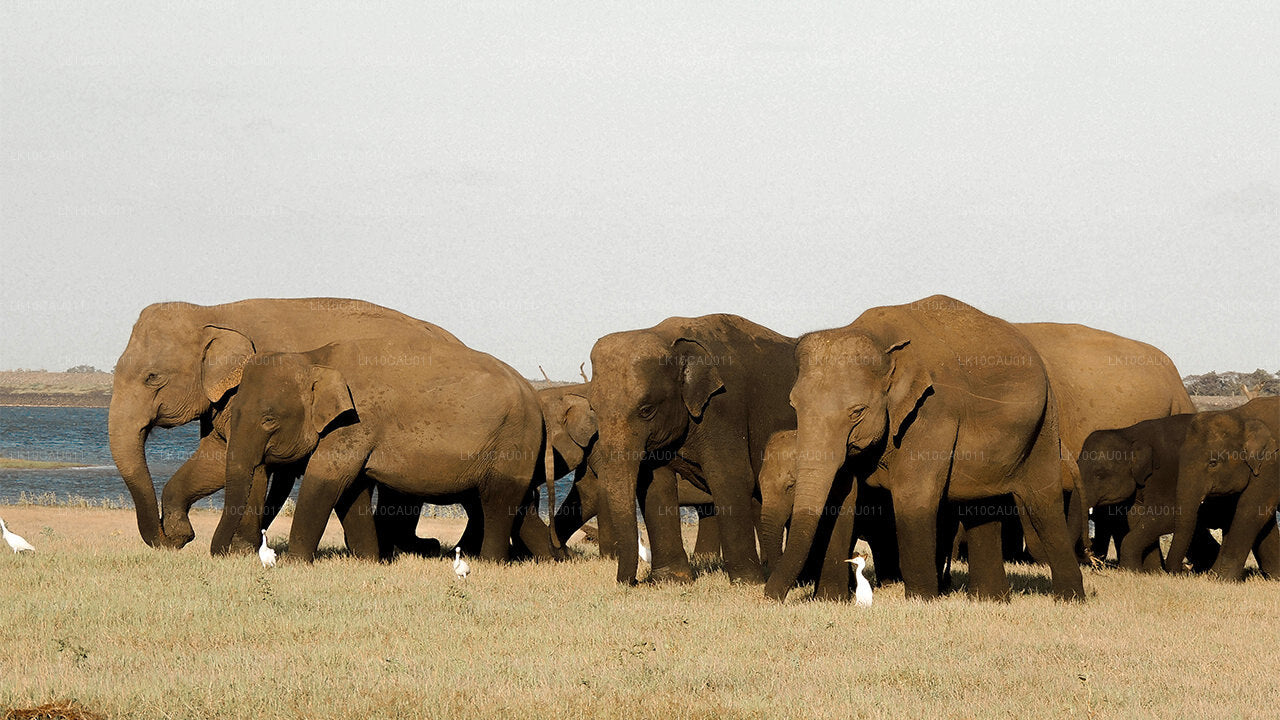 Kultur og kyst (12 Dage)