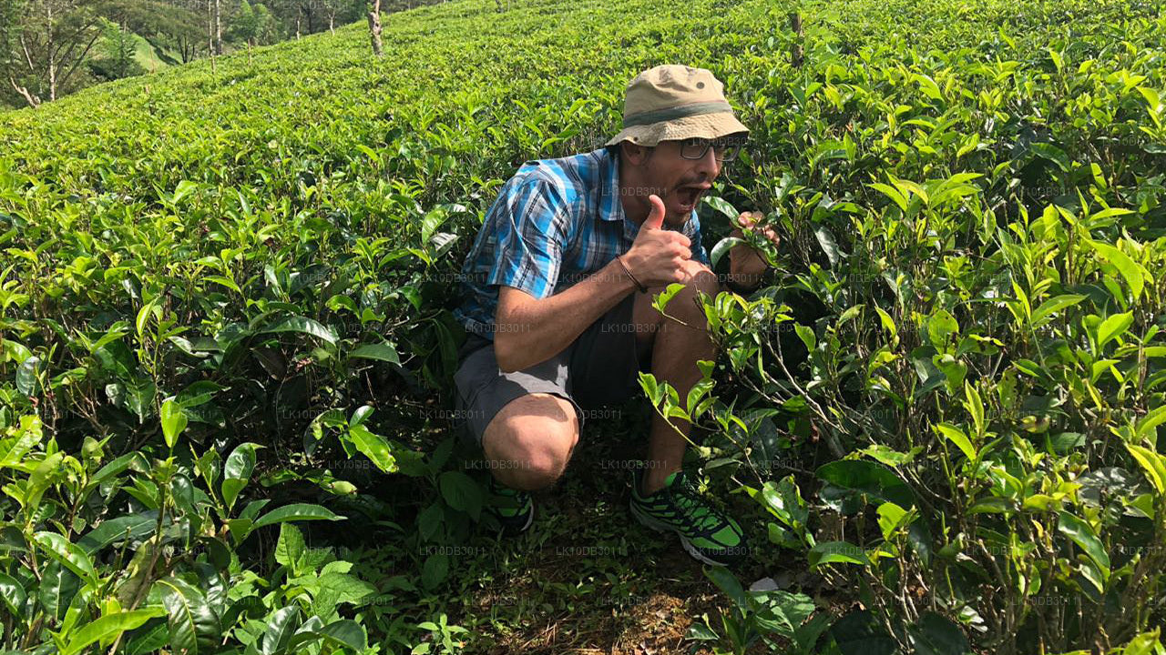 Vandretur rundt i Ceylon (13 dage)