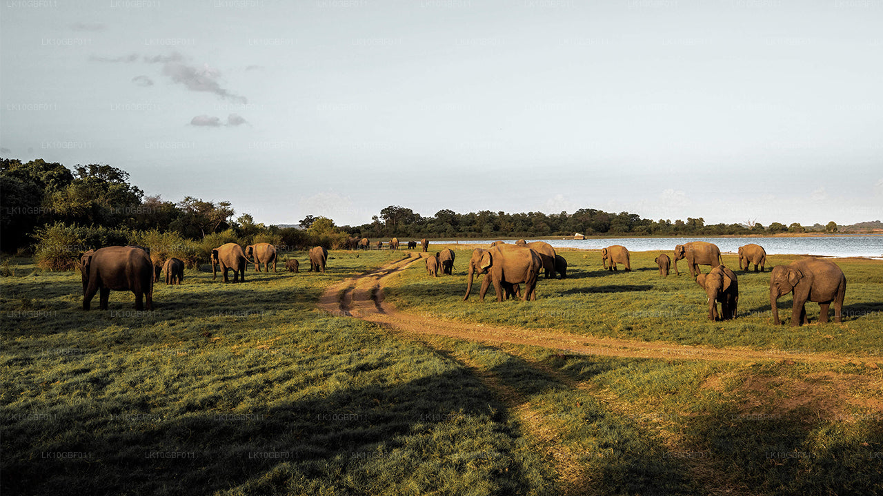 Opdage Serendib (16 Dage)