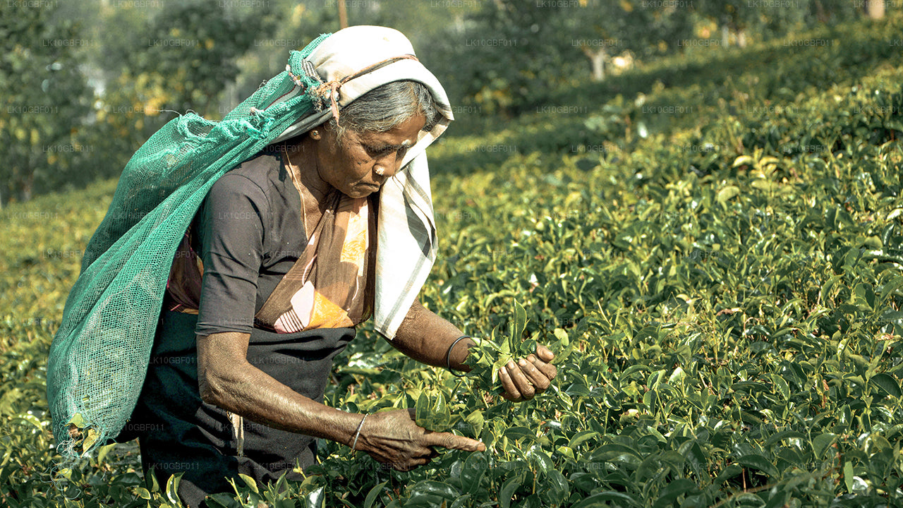 Opdage Serendib (16 Dage)