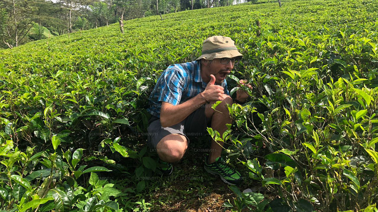 Templer og natur (22 Dage)