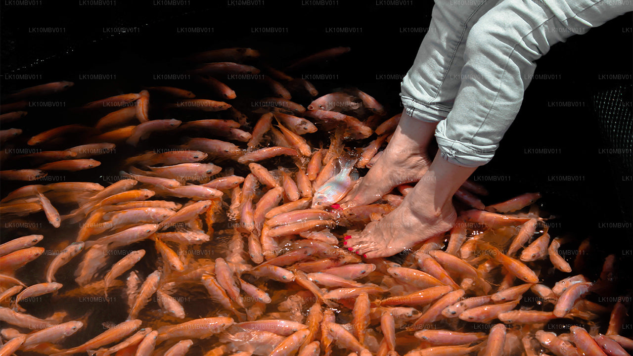 Templer og natur (22 Dage)