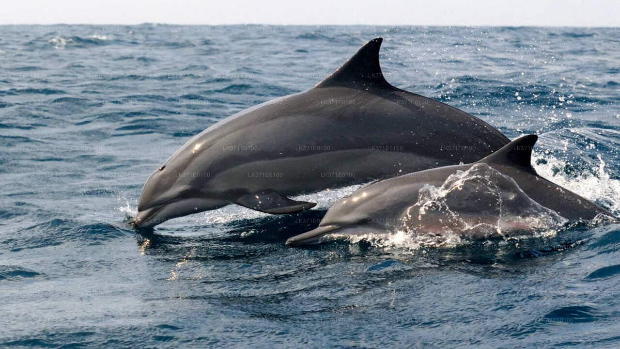 Whale Watching from Koggala on Shared Boat