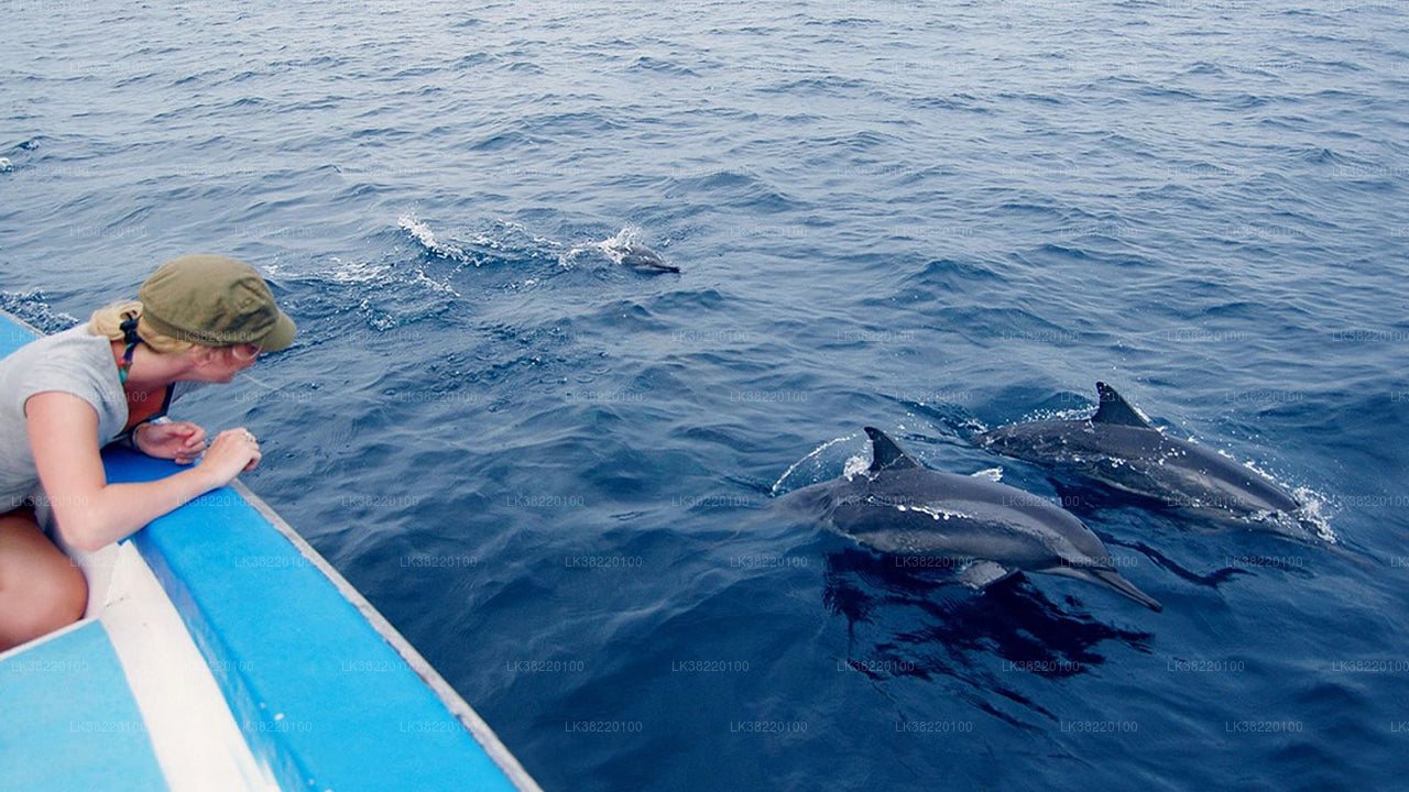 Delfinobservationstur med båd fra Trincomalee
