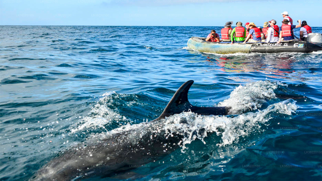 Delfinobservationstur med båd fra Trincomalee