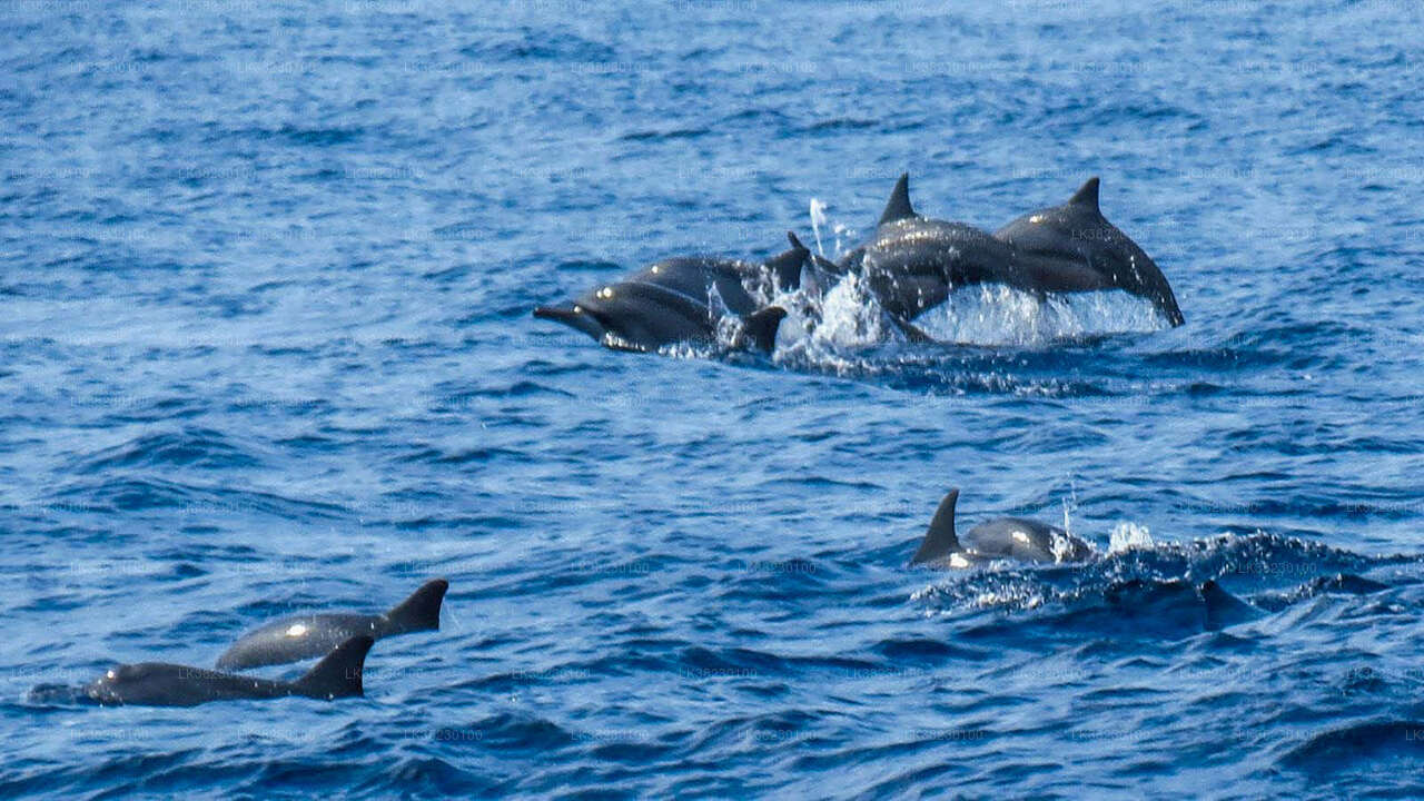 Delfinobservationstur med båd fra Trincomalee