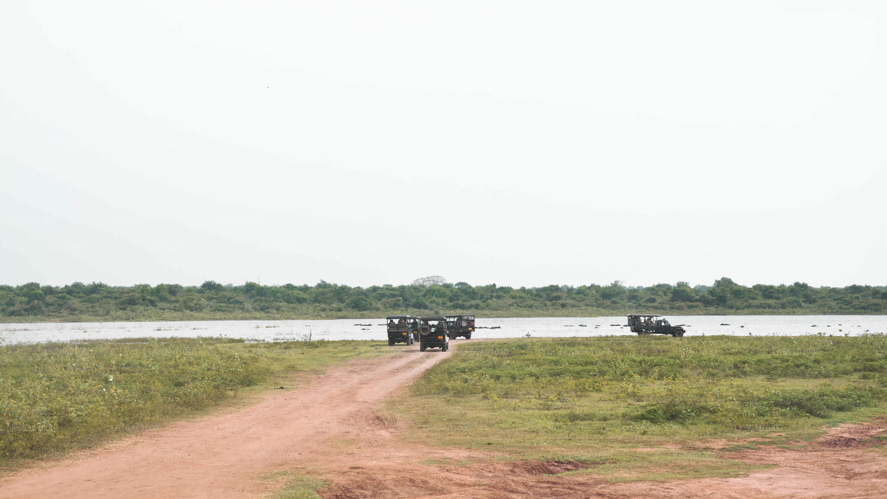 Udawalawe Nationalpark Safari med guide