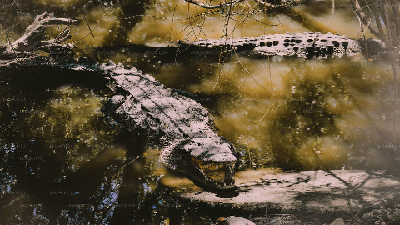 Udawalawe Nationalpark Safari med guide