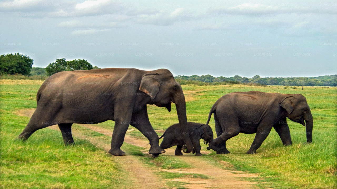 Udawalawe Nationalpark Safari med guide