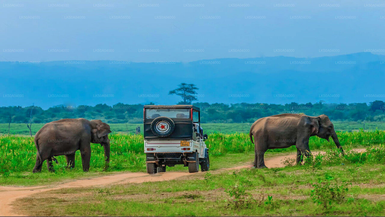Udawalawe Nationalpark Safari med guide