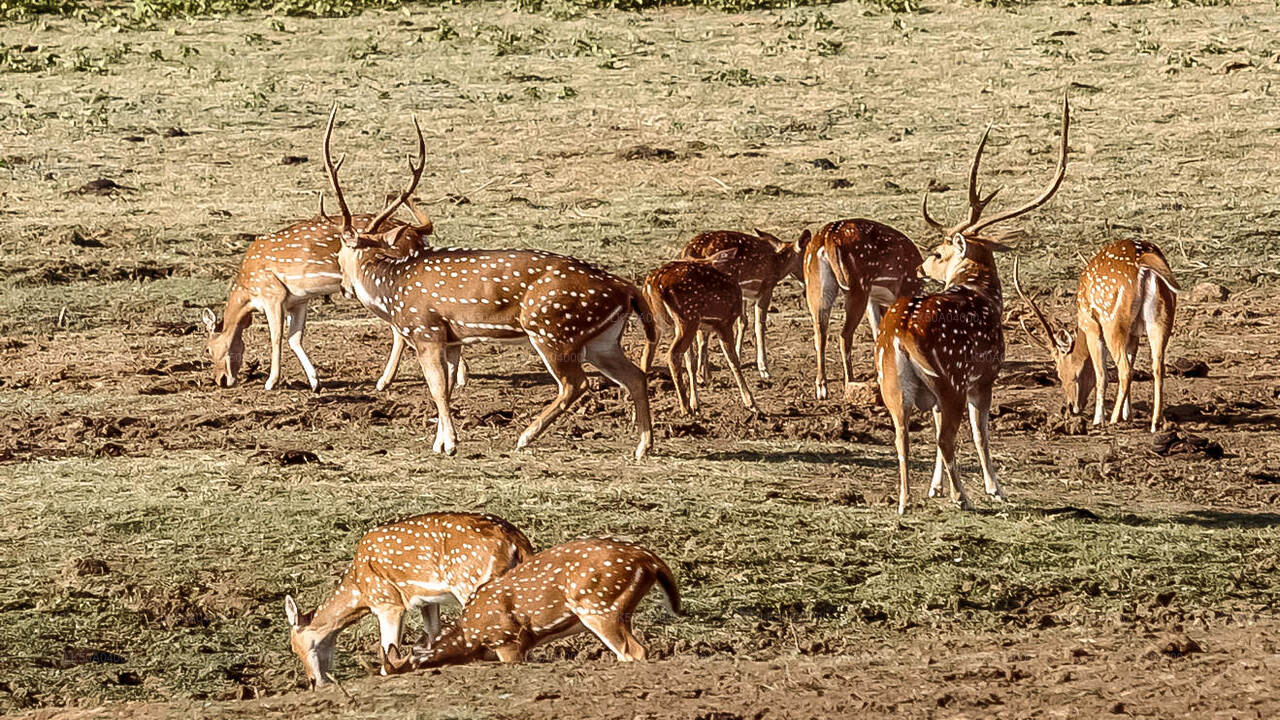 Udawalawe Nationalpark Safari med guide