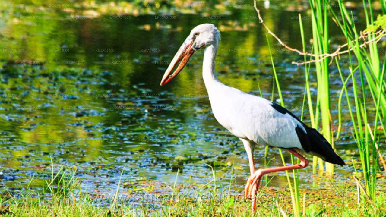 Udawalawe Nationalpark Safari med guide