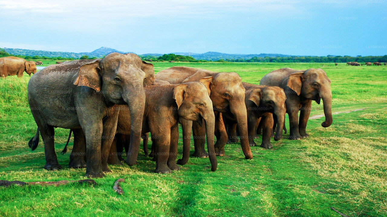 Minneriya Nationalpark Privat Safari fra Dambulla