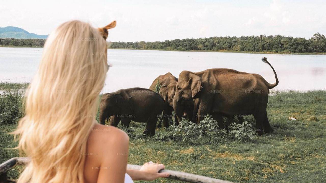 Den store elefantsamlings privat safari fra Minneriya