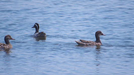 Kumana National Park Safari fra Arugam Bay