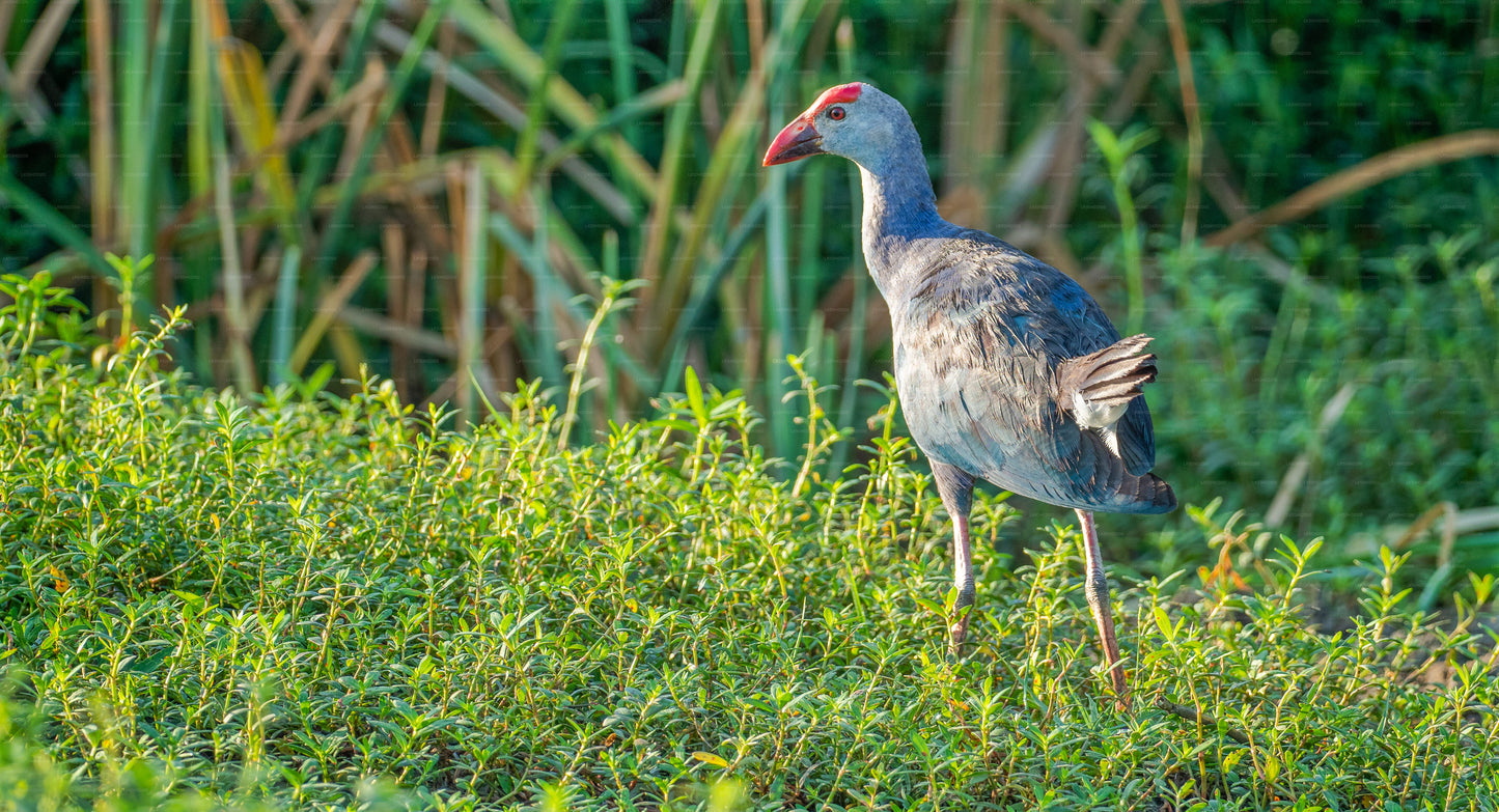 Bundala Nationalpark Privat Safari med Naturforsker