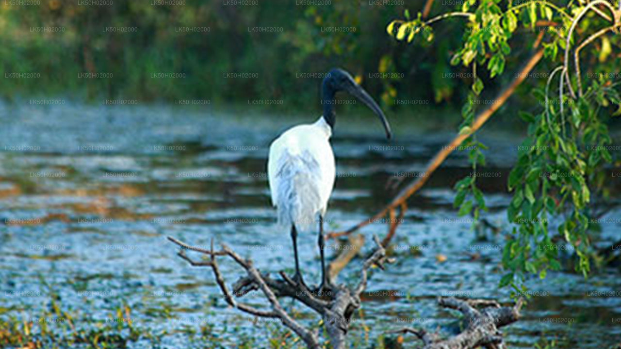 Bundala Nationalpark Privat Safari med Naturforsker
