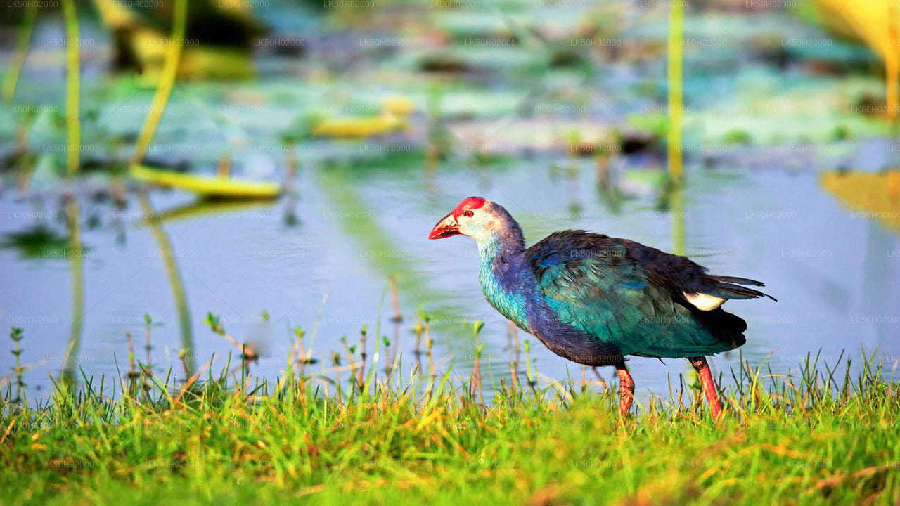 Bundala Nationalpark Privat Safari med Naturforsker