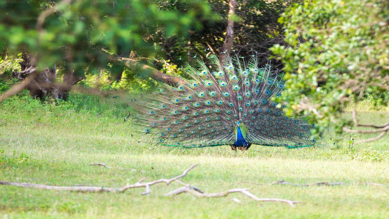 Lahugala Kitulana National Park Privat Safari