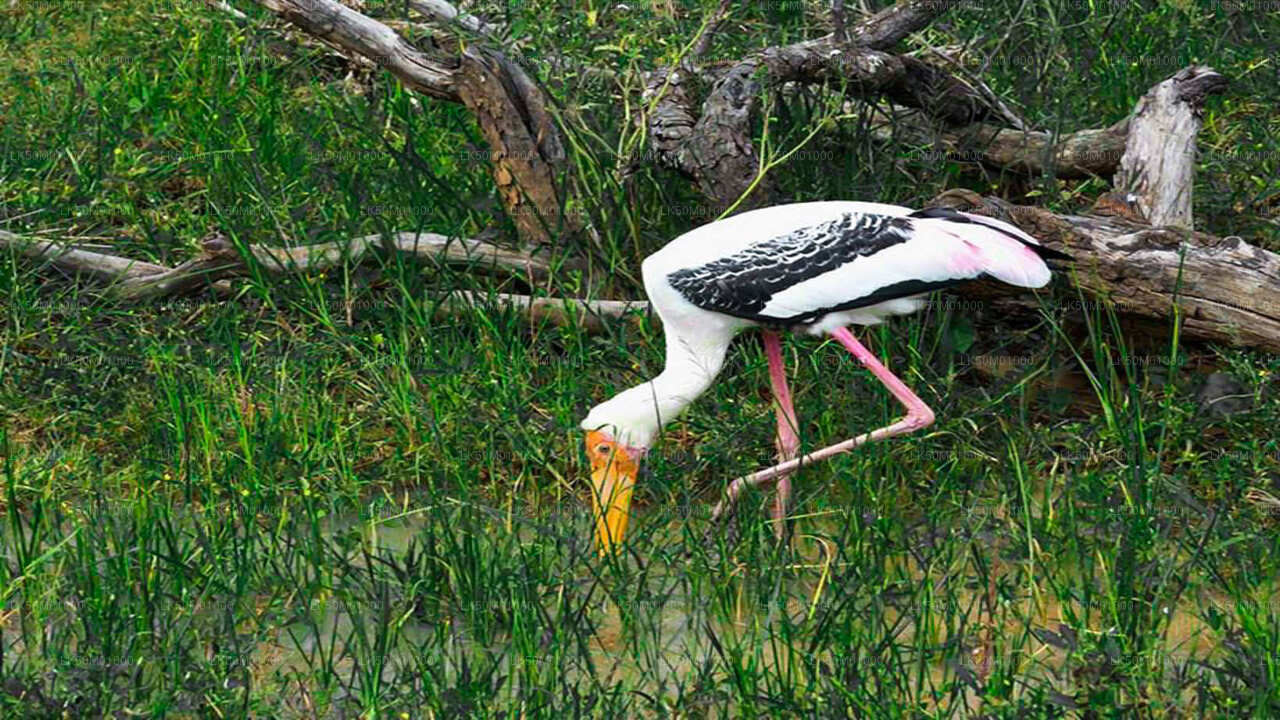 Lahugala Kitulana National Park Privat Safari