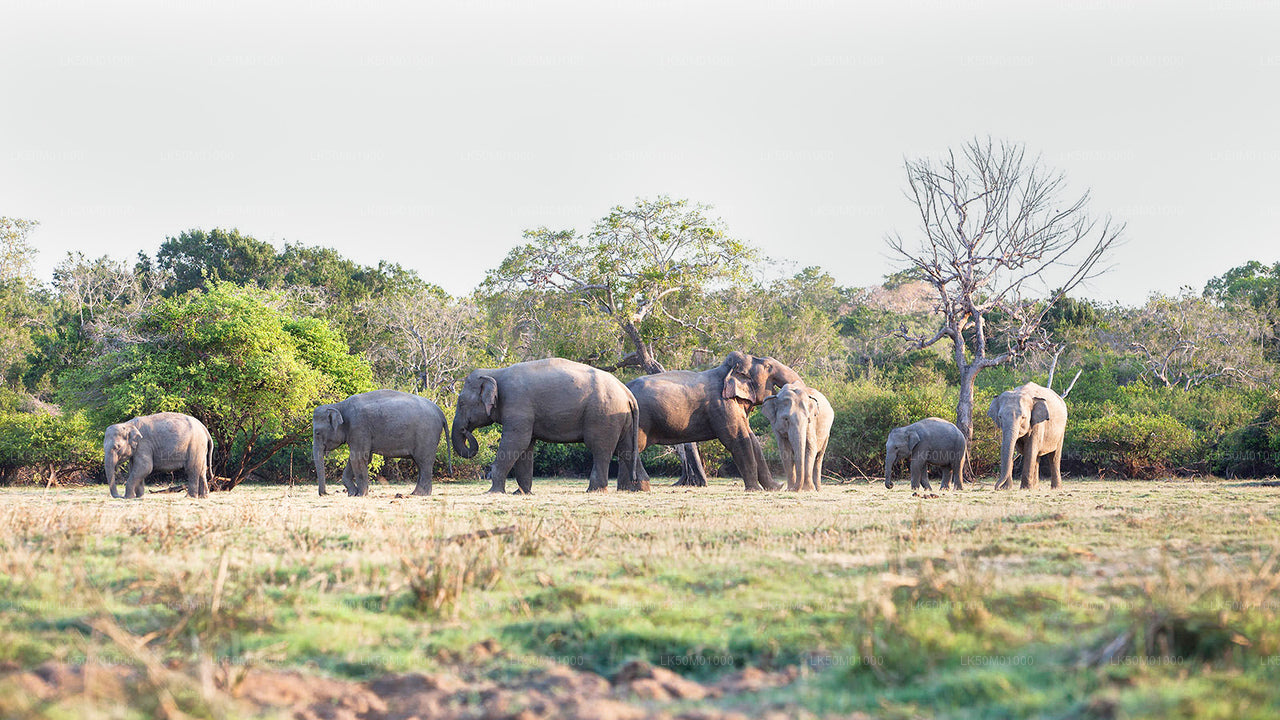 Lahugala Kitulana National Park Privat Safari