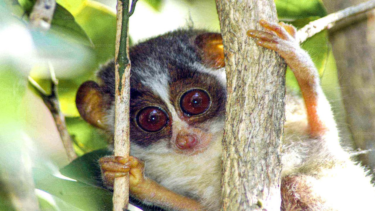 Loris observerer fra Sigiriya