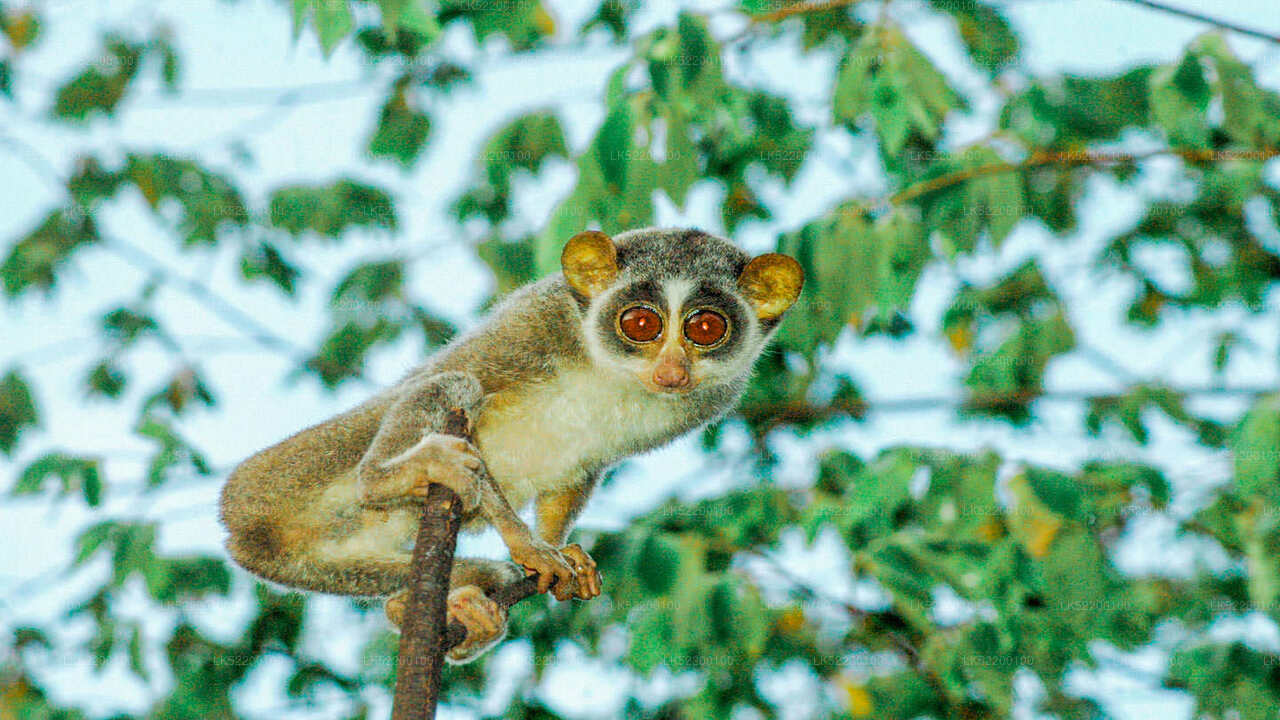 Loris observerer fra Sigiriya