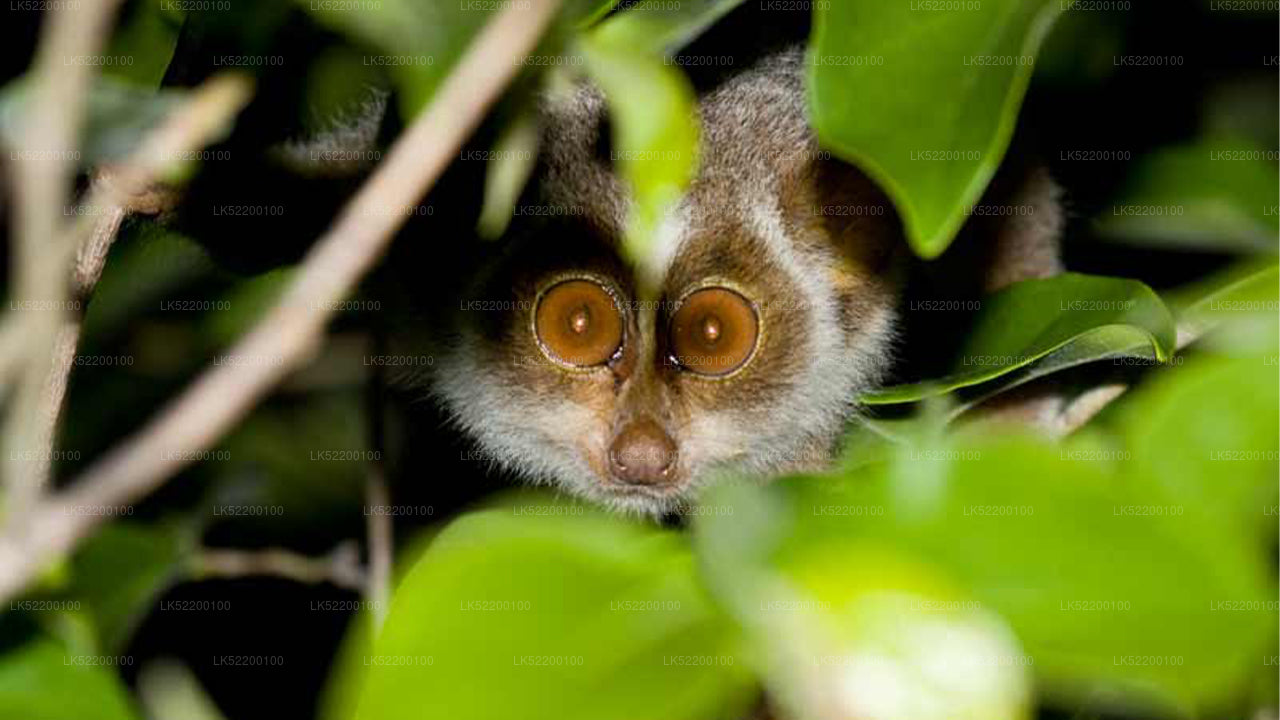 Loris observerer fra Sigiriya