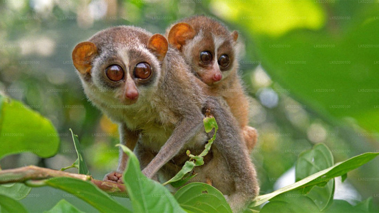 Loris observerer fra Sigiriya