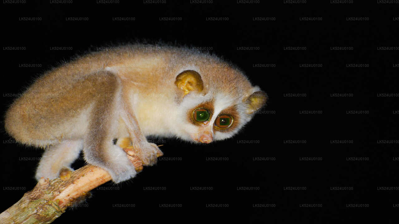 Loris observerer fra Sinharaja-regnskoven