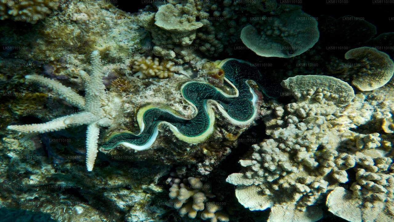 Snorkling fra Hikkaduwa