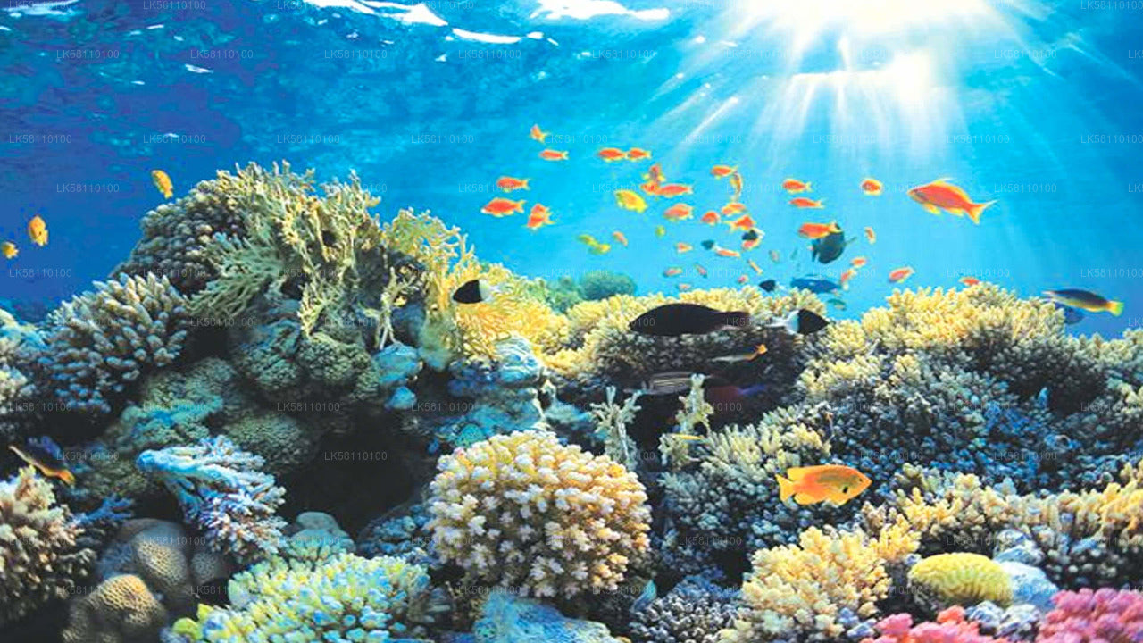 Snorkling fra Hikkaduwa