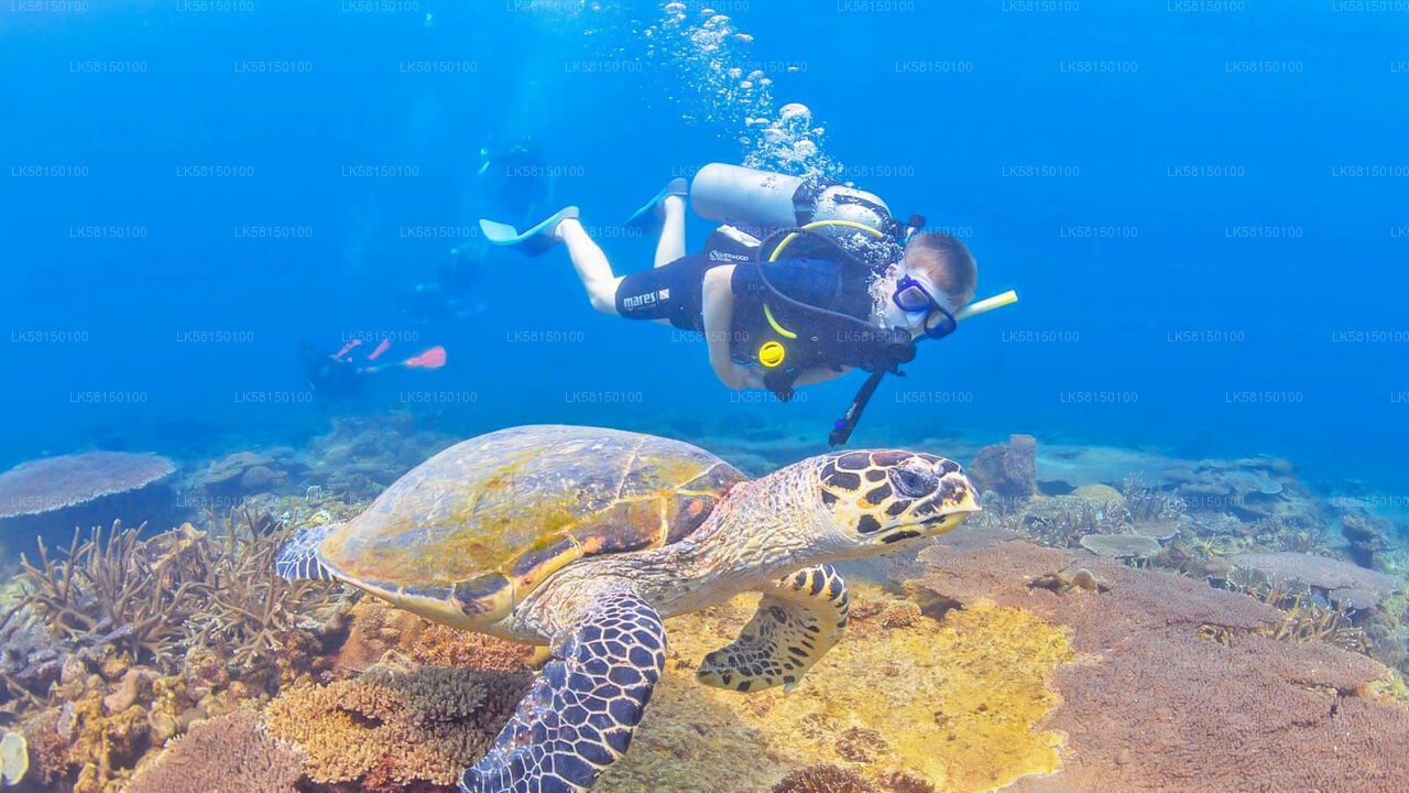 Snorkeling in Talawila St. Anne's Reef