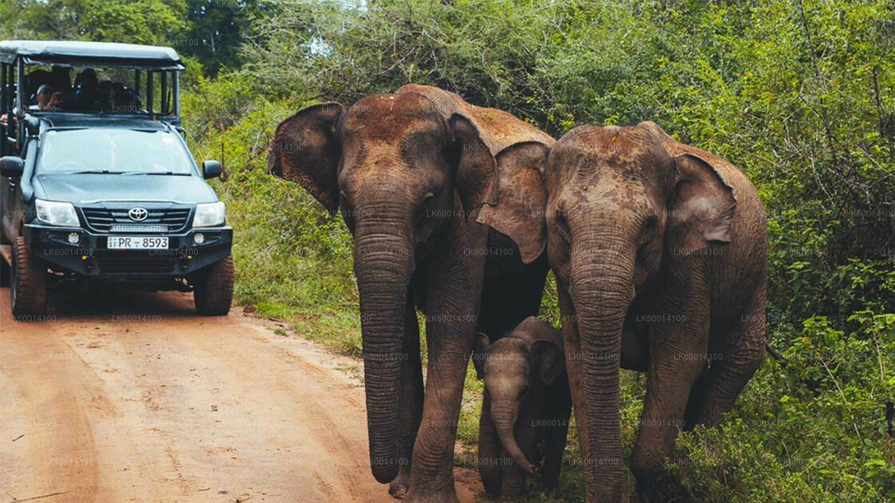 Udawalawe Nationalpark Safari fra Colombo