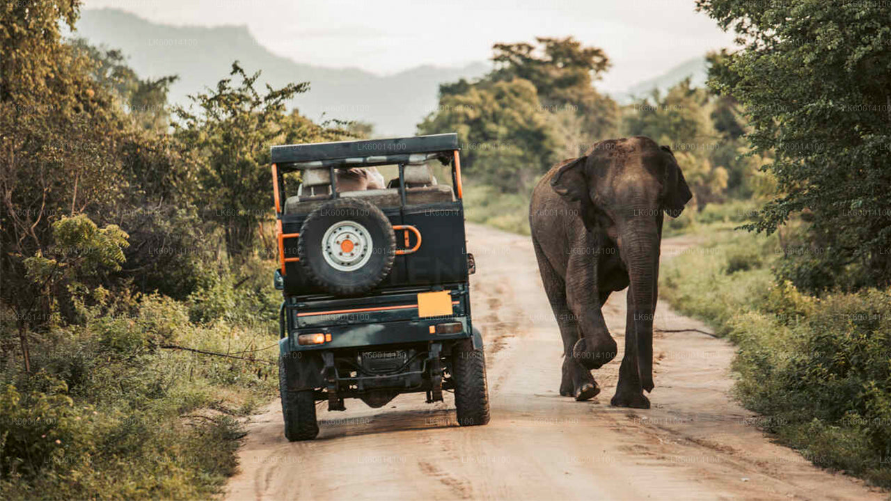 Udawalawe Nationalpark Safari fra Colombo