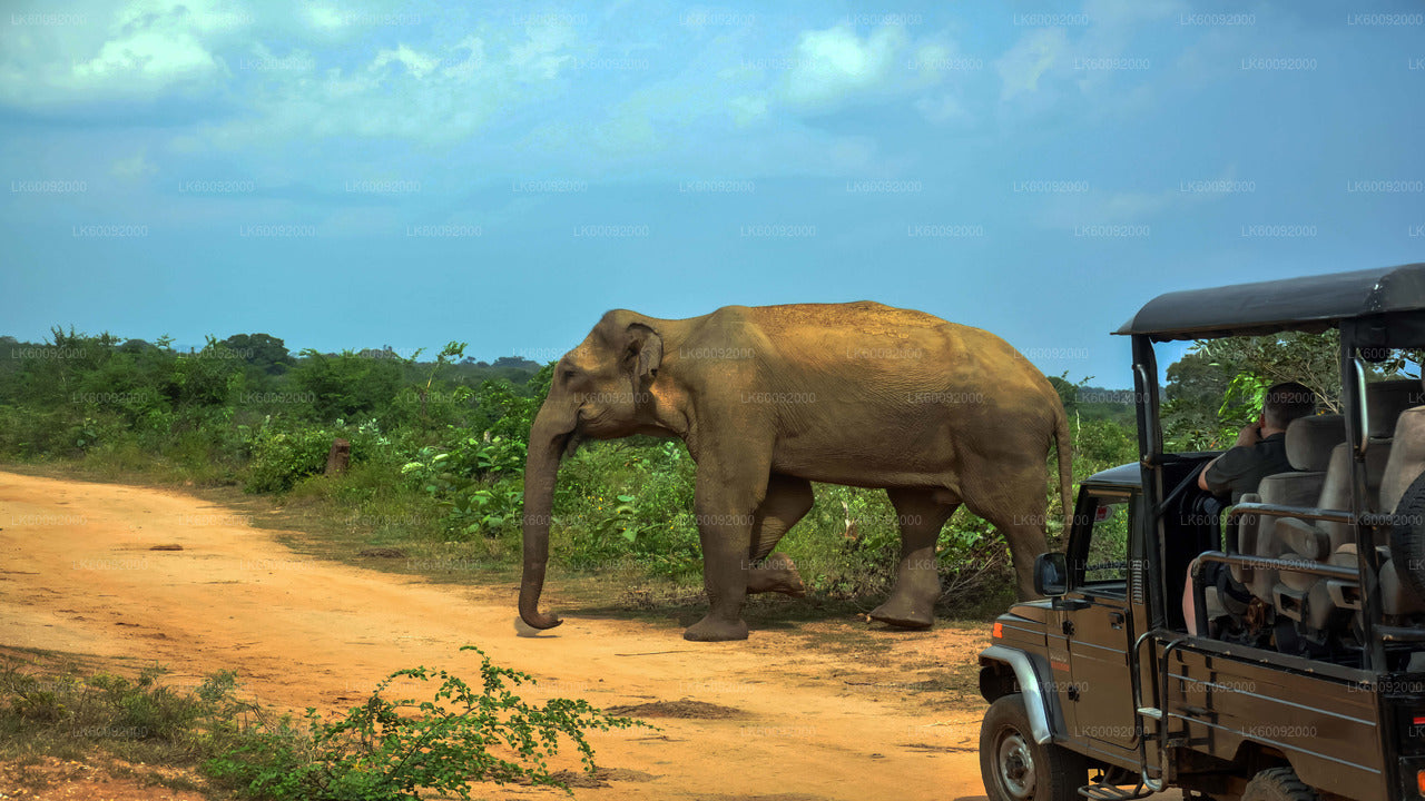 An elephant walking alongside a safari jeep in Udawalawe National Park.