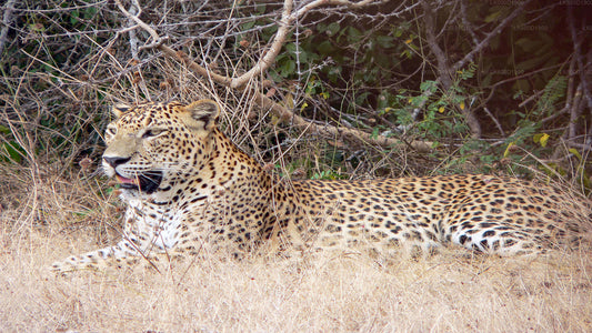 Yala Nationalpark Safari fra Bentota