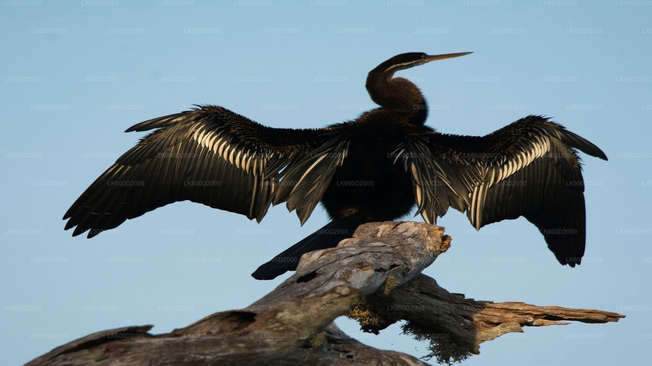 Bundala National Park Safari fra Bentota