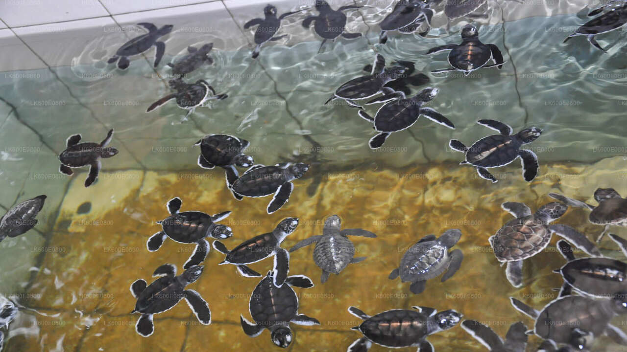 Bentota City Tour og Galle fra Beruwala