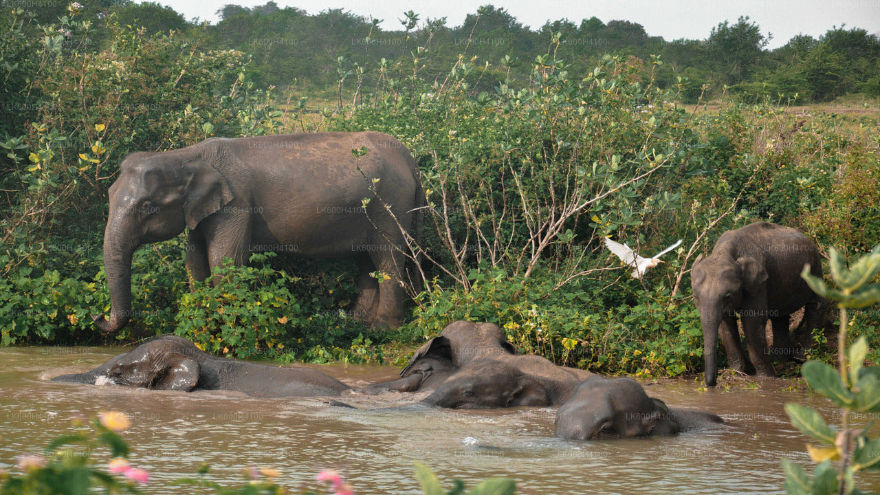Udawalawe Nationalpark Safari fra Colombo