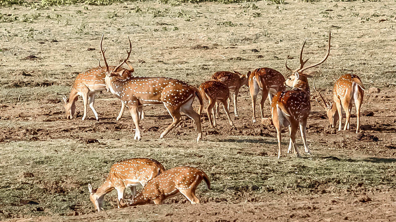 Udawalawe Nationalpark Safari fra Colombo