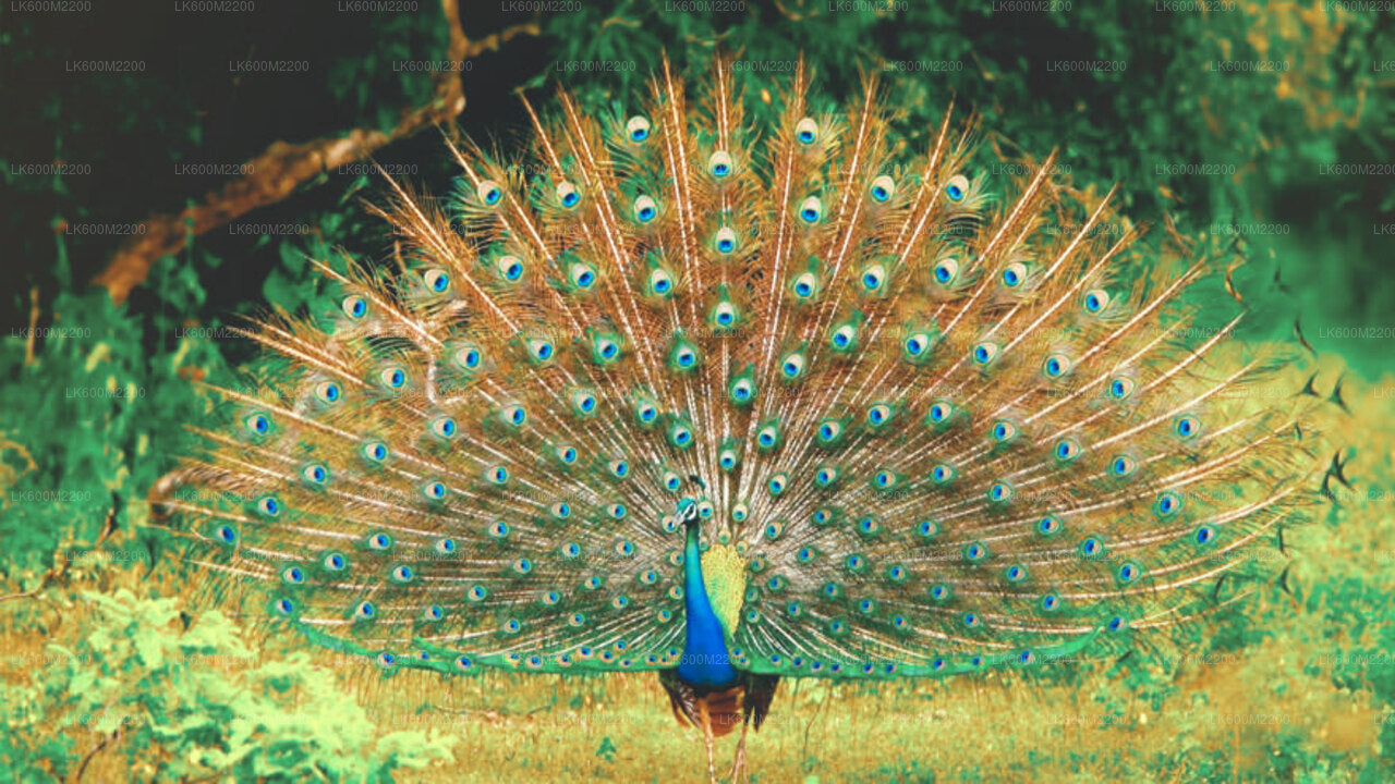 Yala Nationalpark Safari fra Ella
