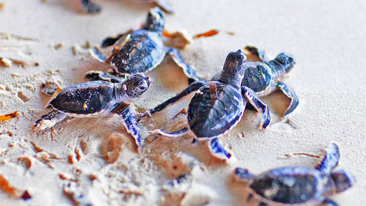 Bentota City Tour fra Galle