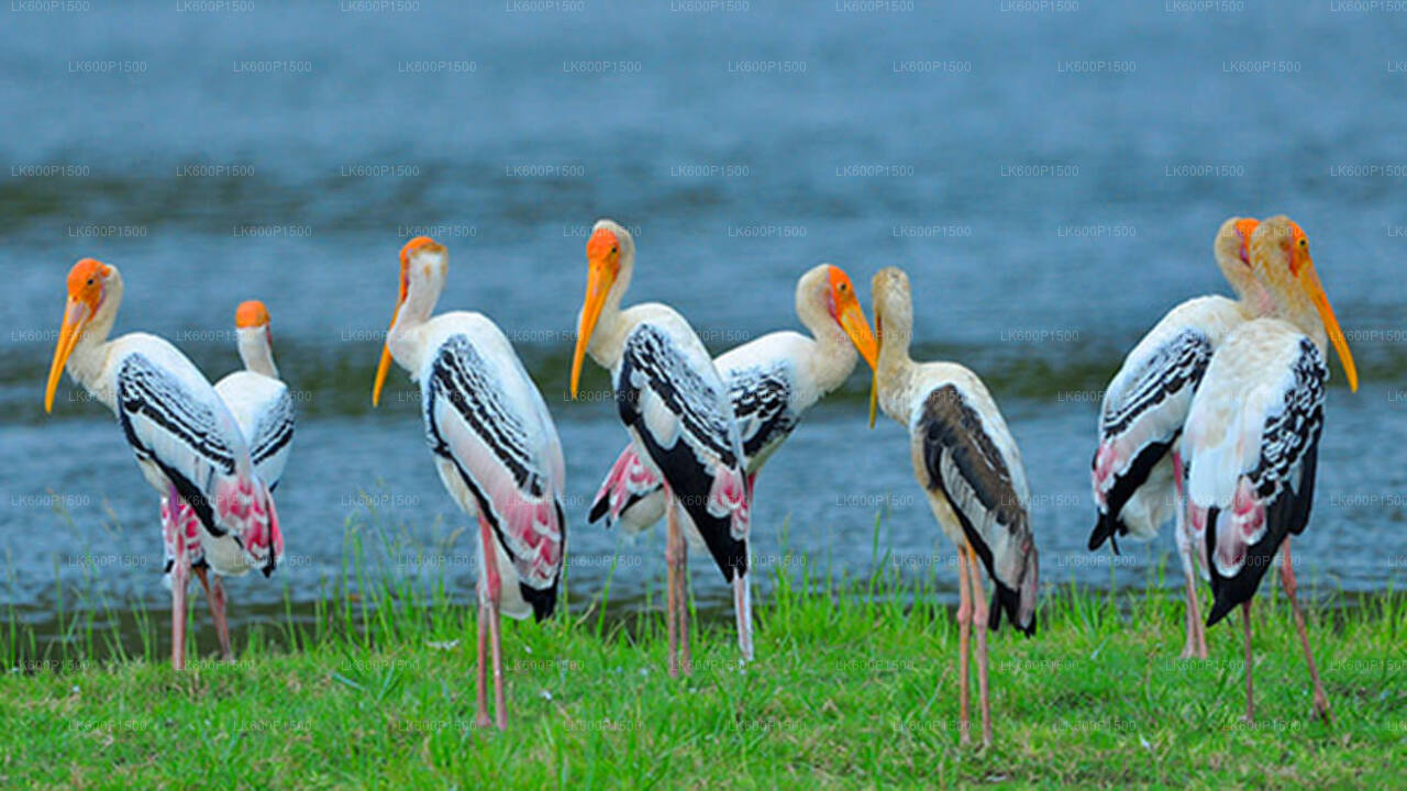 Bundala National Park Safari fra Galle
